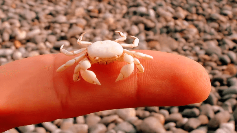 Luna Llena en Cáncer, lloramos nuestra oscuridad y sanamos