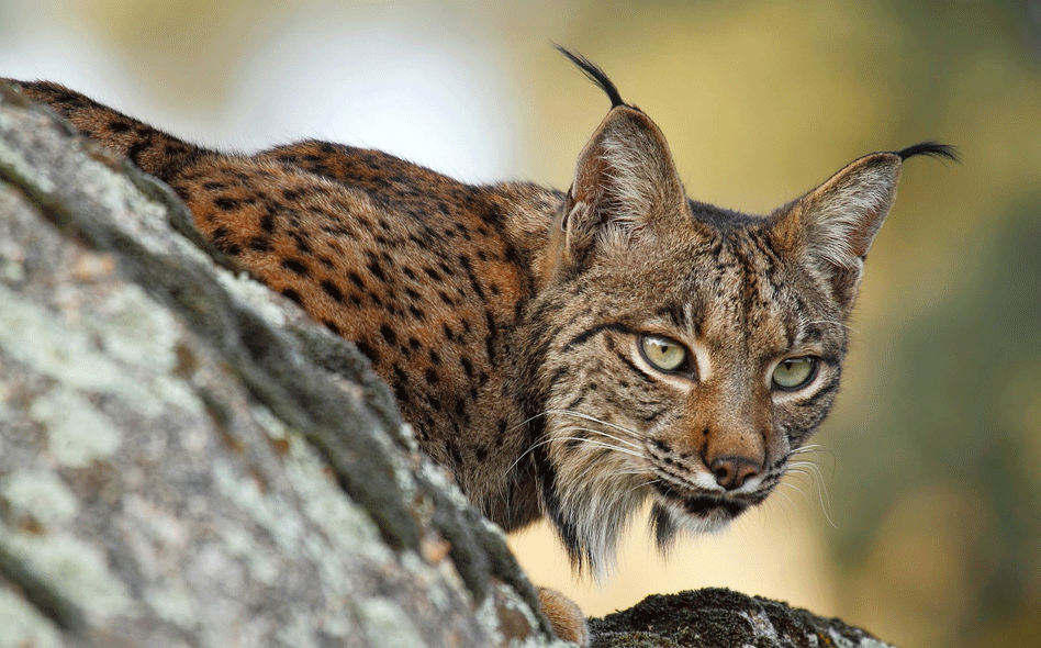 Lince